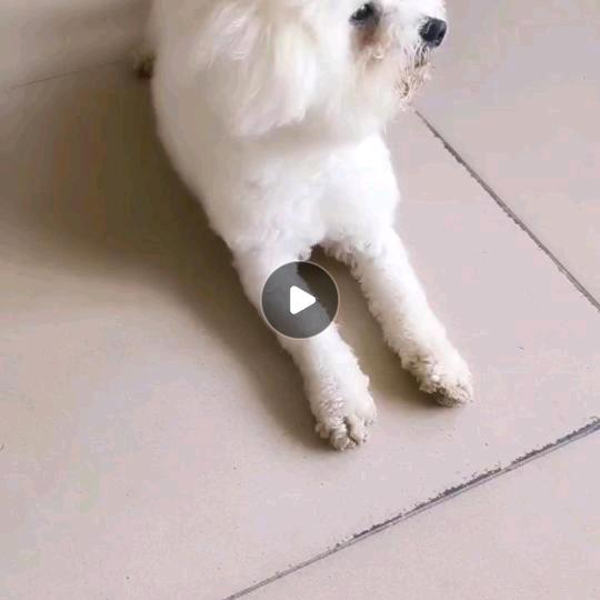 泡熊家韩系比熊主播