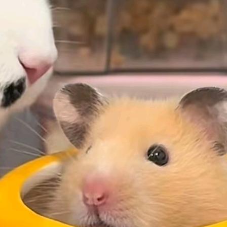 我想弹琴给你听