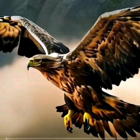 ♥孤鹰🦅