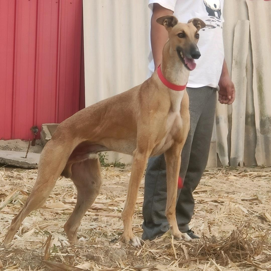 河北刘有才猎犬直播号