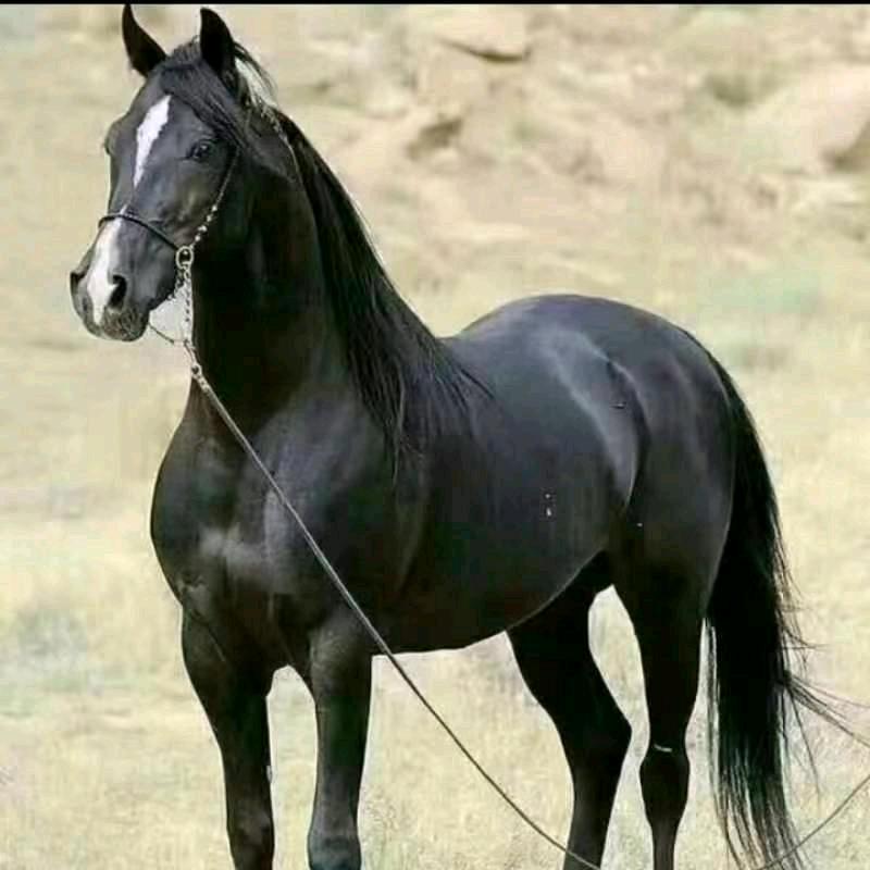 ybulayimjan🐴