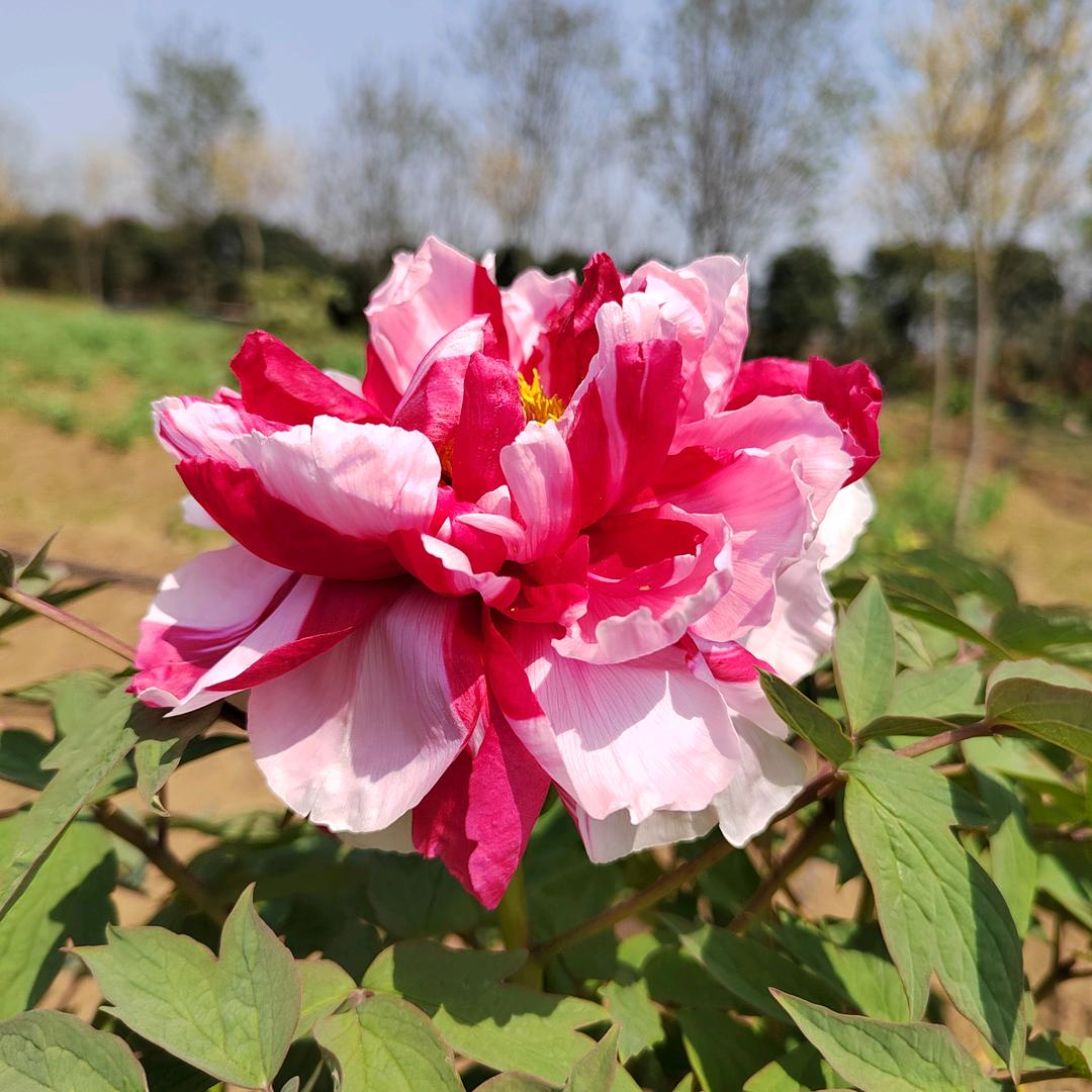 阳台花卿（安徽）