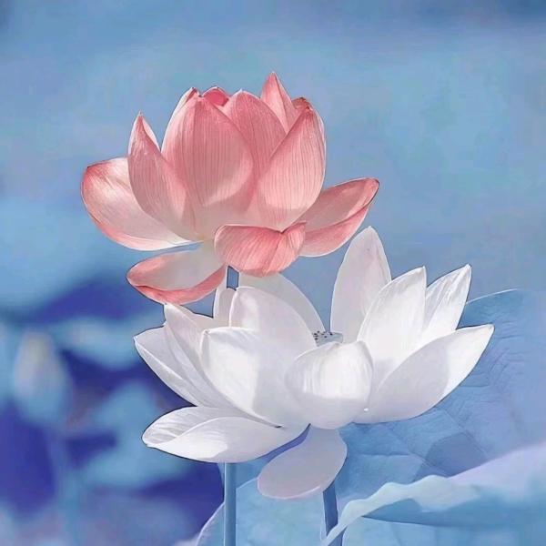 .小啊瑞.