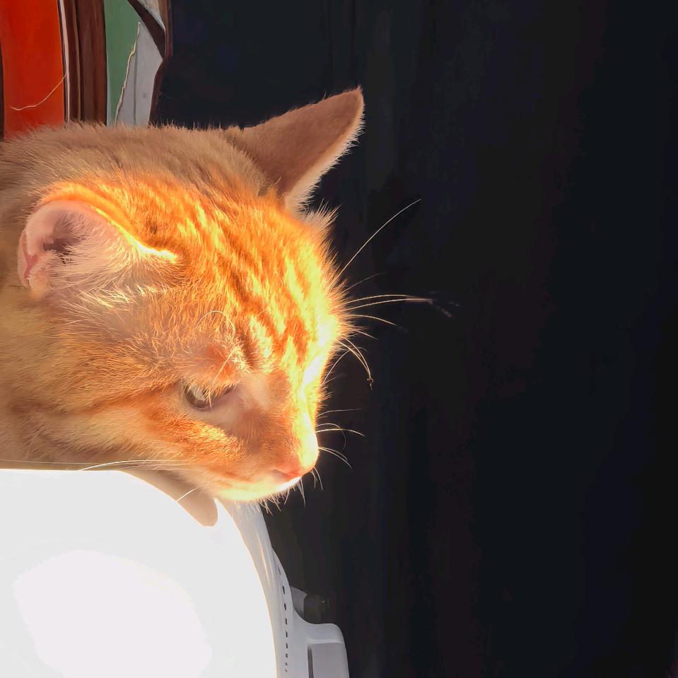 幸运🍀头像