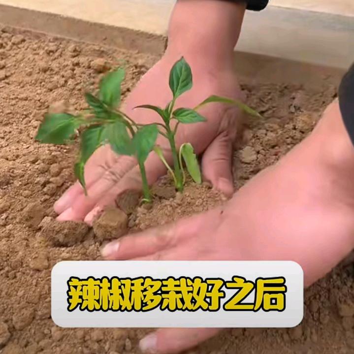 和睦为自己。