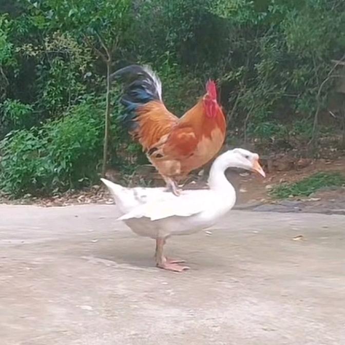 🌺捞蛇挖鼠🌺