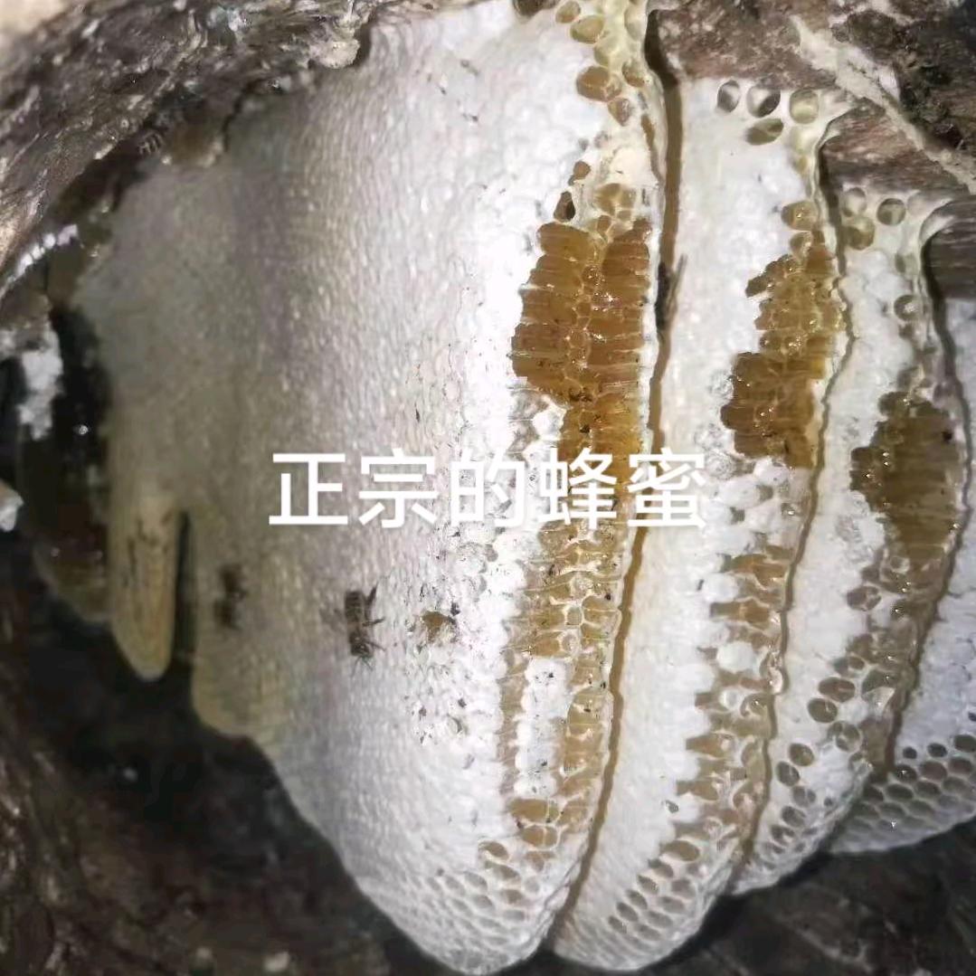 接里桥镇小木塘村土蜜蜂