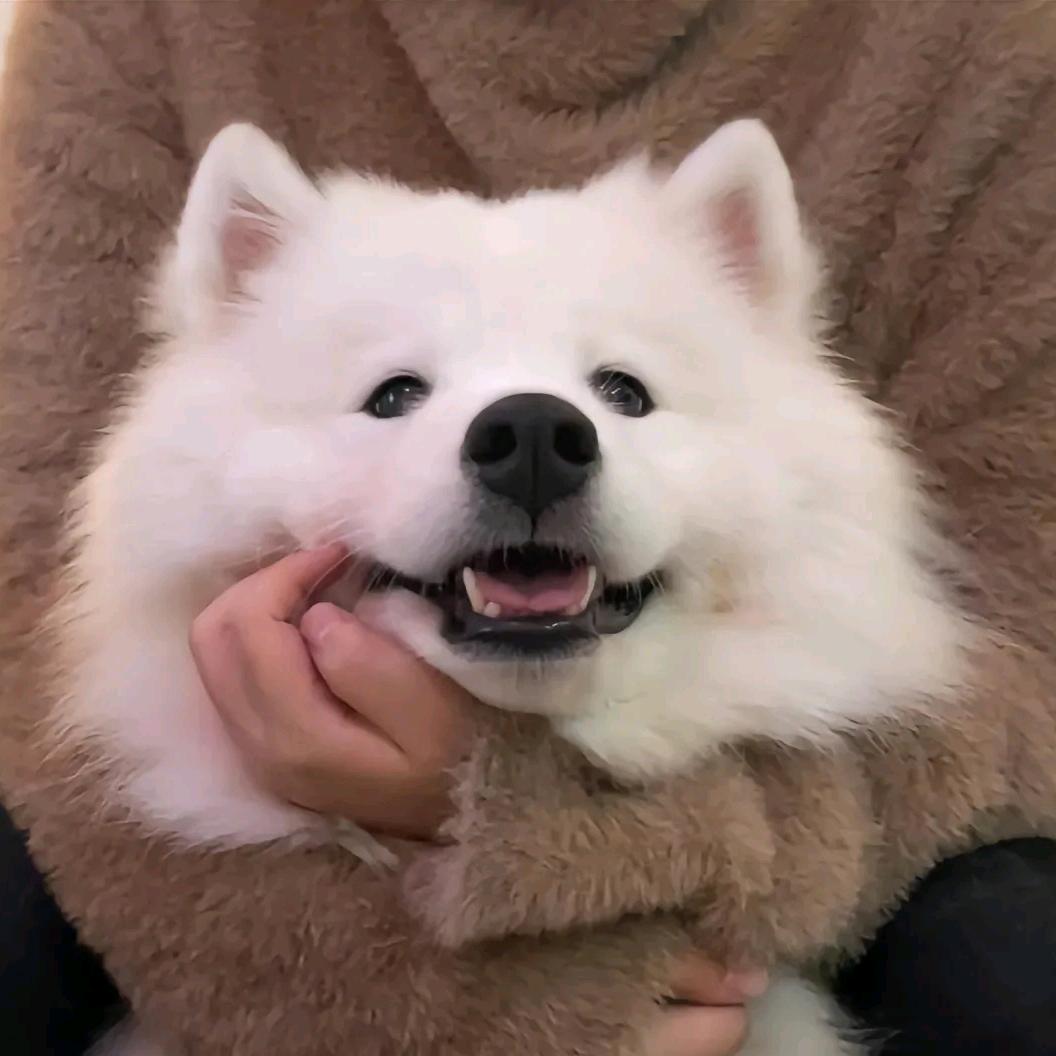 云知月头像