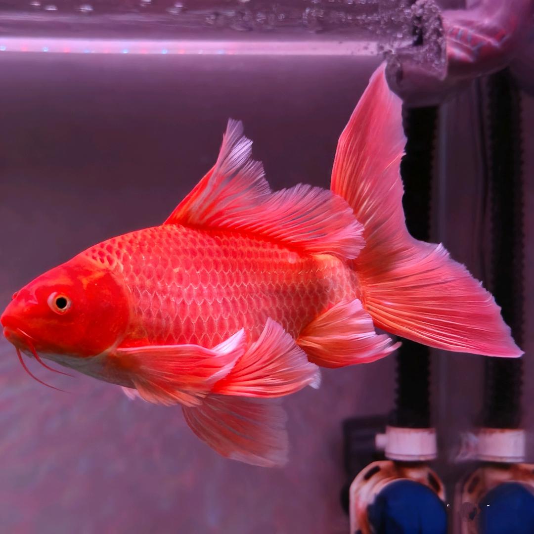 岁岁安澜ྉ⭐