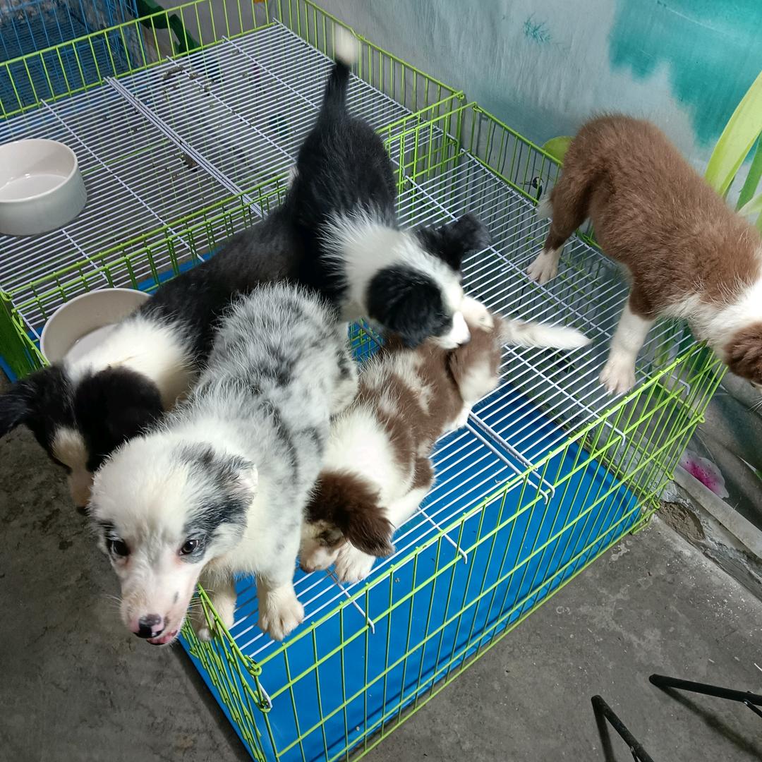 阿甘边牧