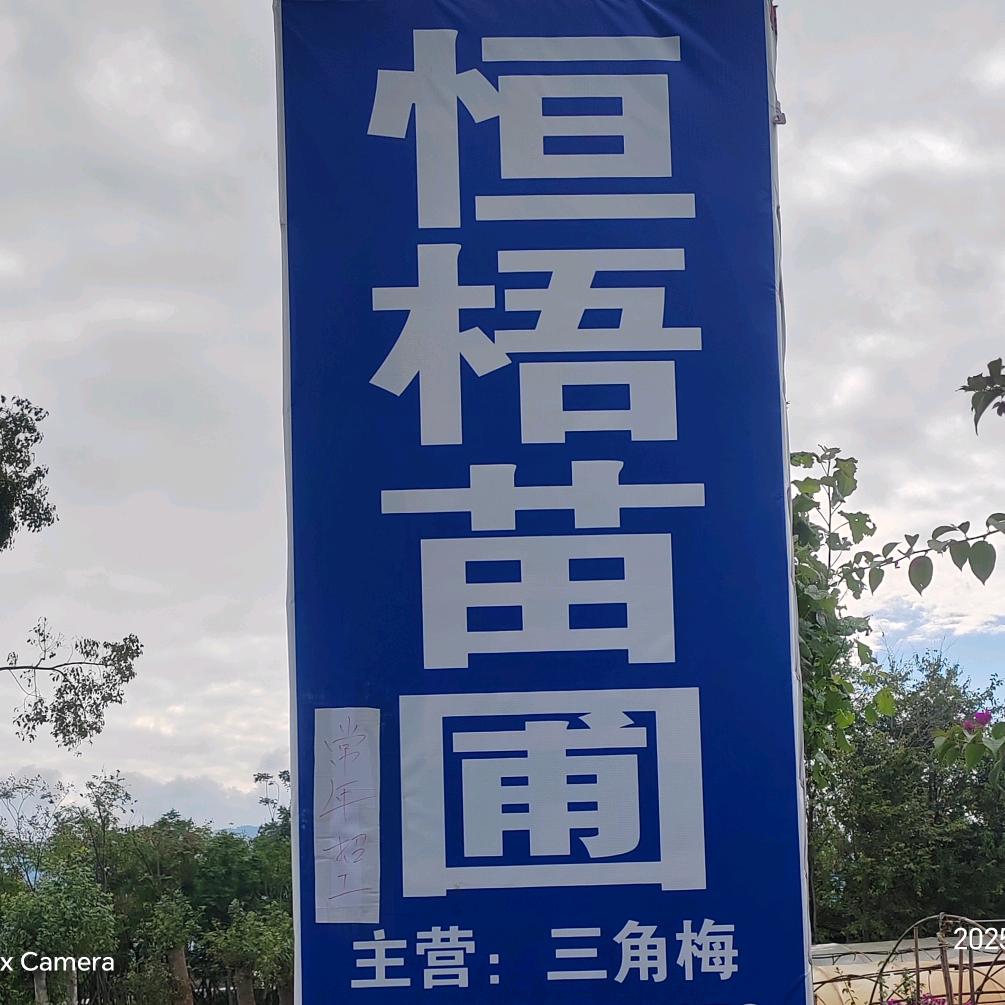 恒梧三角梅