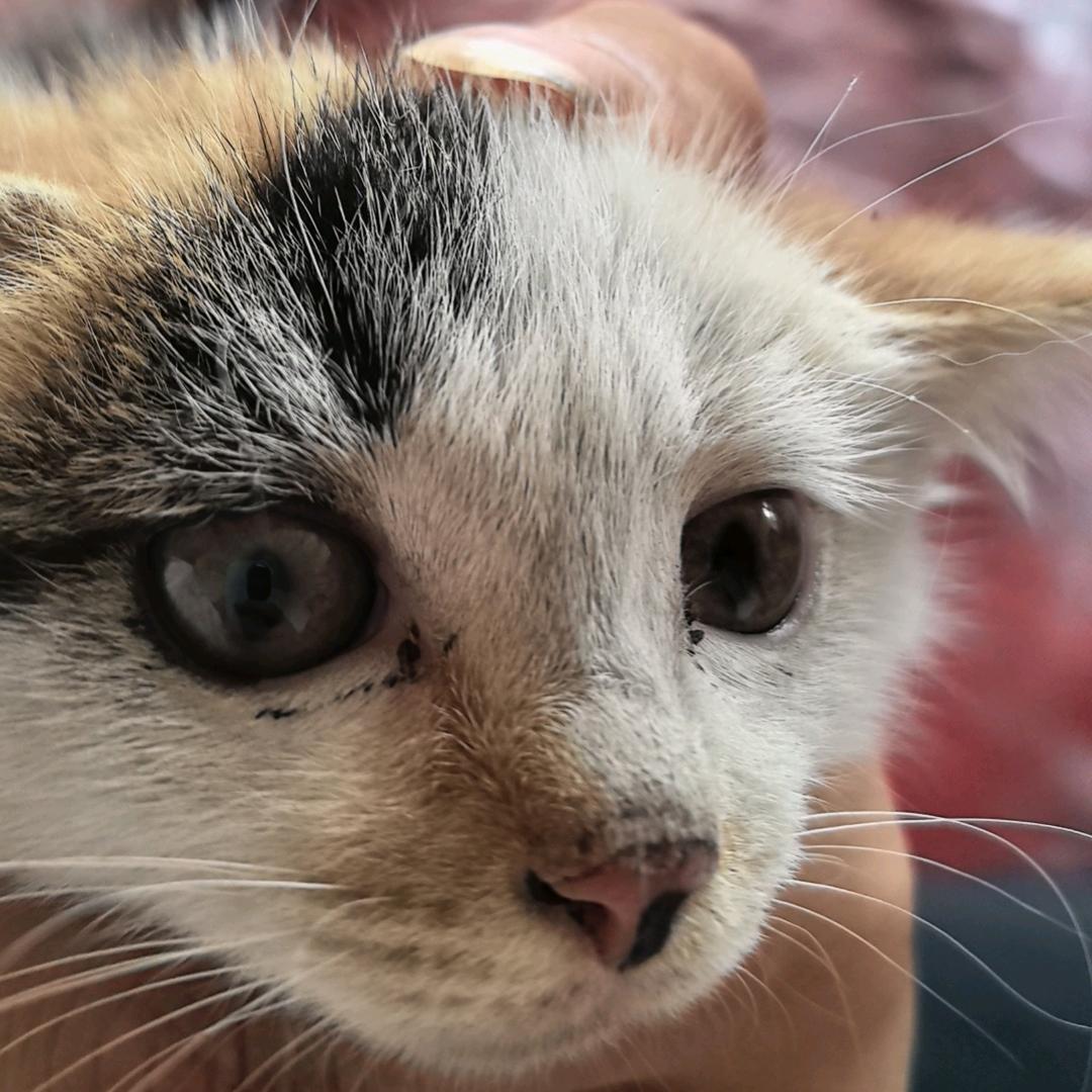 泸