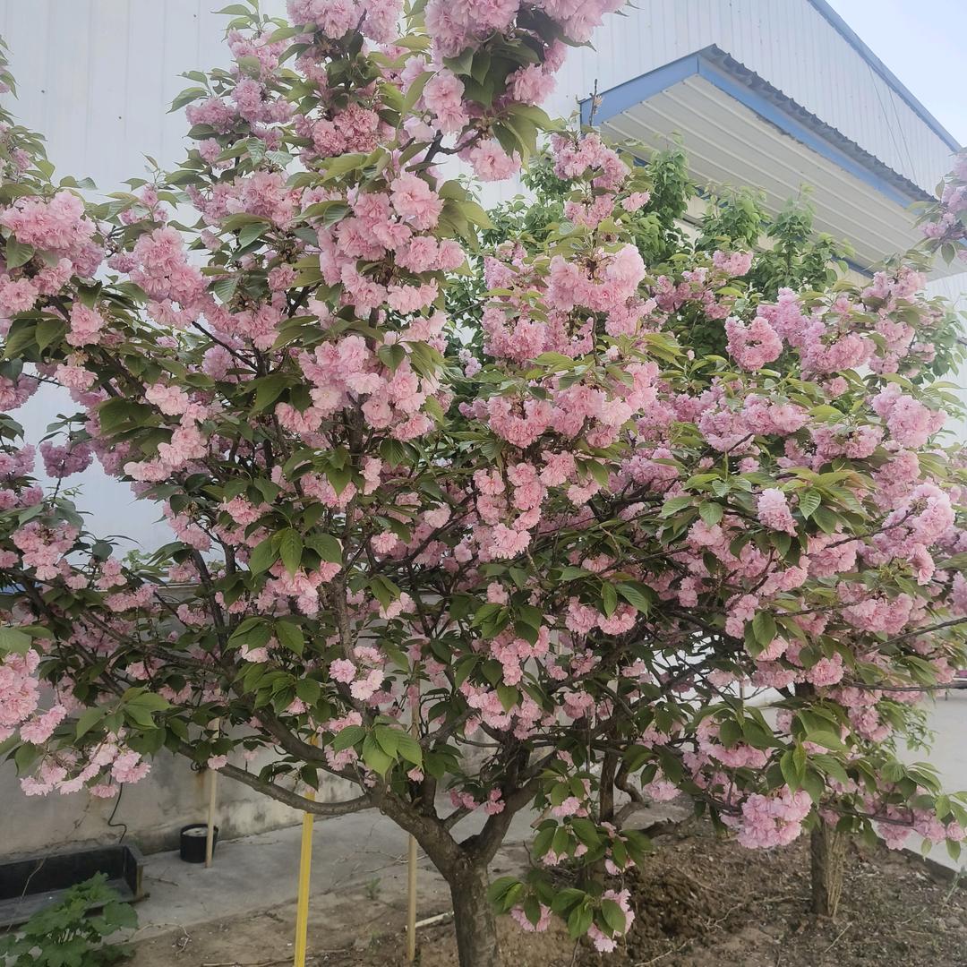 心宽似海风平浪静