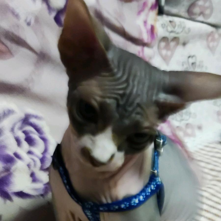萌萌小奶猫