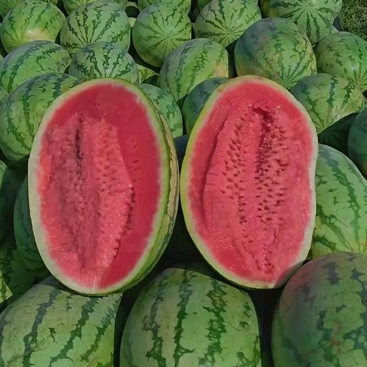新疆西瓜基地🍉