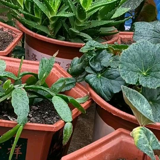 2025年财元滚滚来了