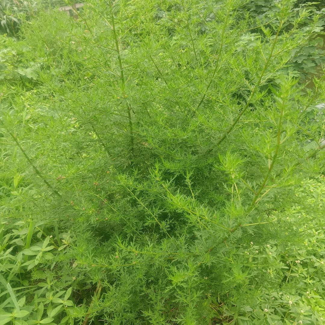 @利君集团刘阳武万行茶