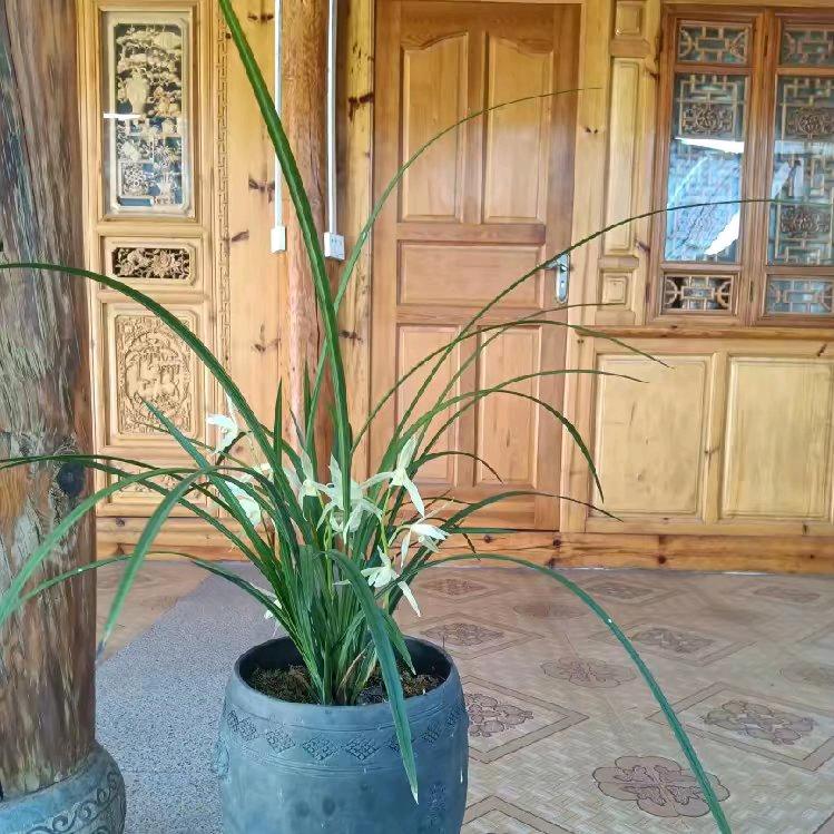 和顺兰园（石鼓）