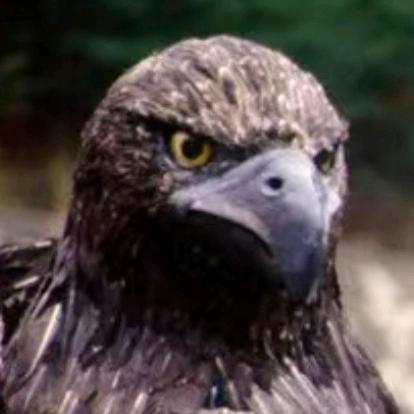 嘤嘤阿羌✨夜❤️快乐👑对🐾仿🍬咩