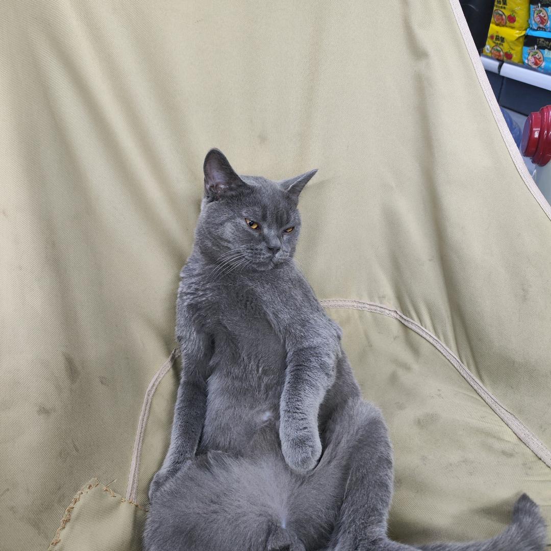 爱睡觉的小猫咪