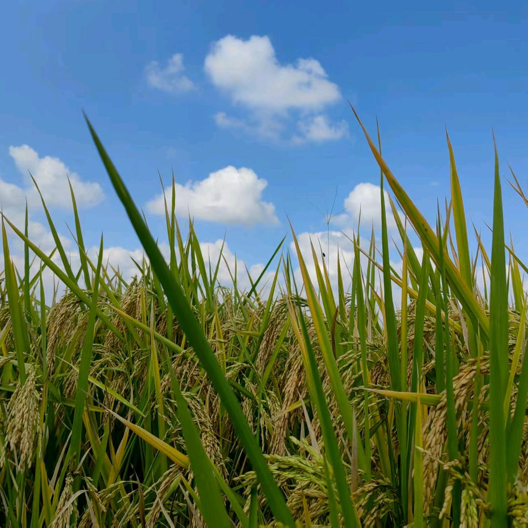 博弘汽车（二姐）