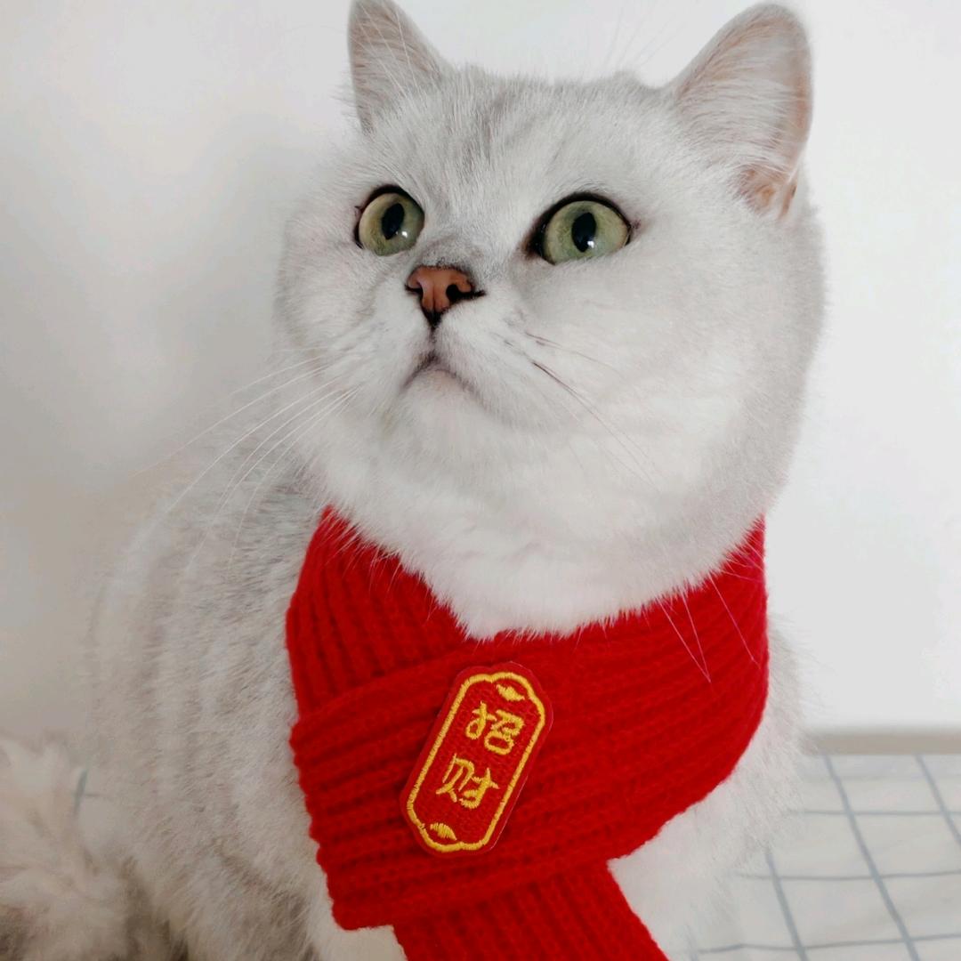 豆哥与莽妹