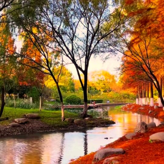 ✨🌈《秋枫细语》✨🍀