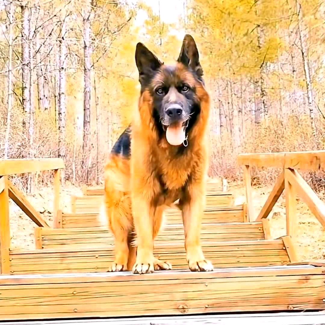 🌸🌸貌美如花🐵🐵