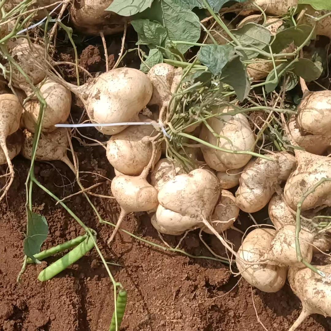 （贵州一号地萝卜）爆发付（无限接单）