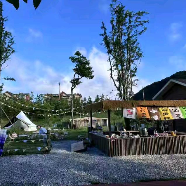 南天湖树下有茶