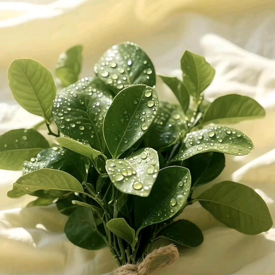 霸道总裁爱上我的花