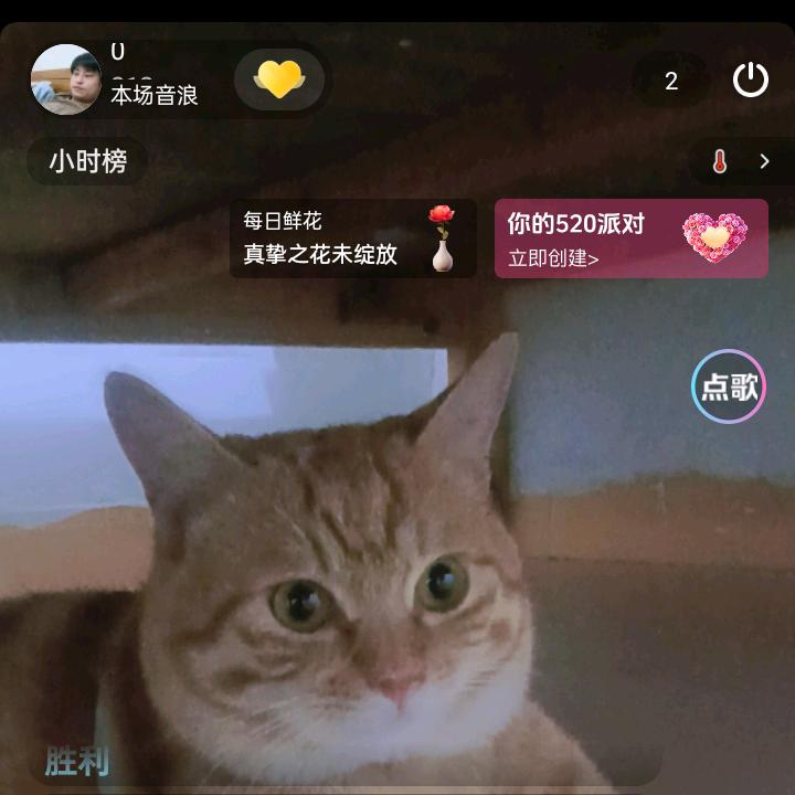 想想是只猫