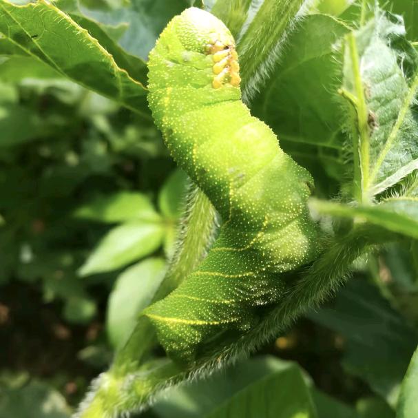 灌云本地豆丹养殖零售，批发，加工，胡哥