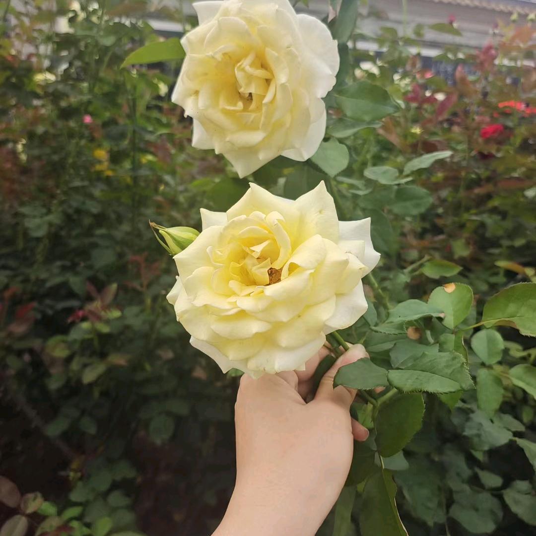 想你的心好甜