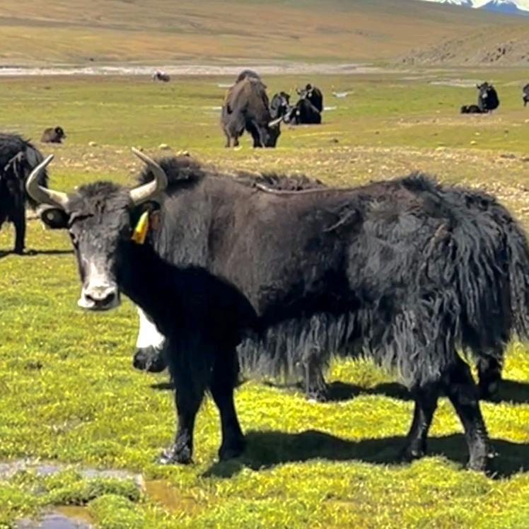 klurgyal