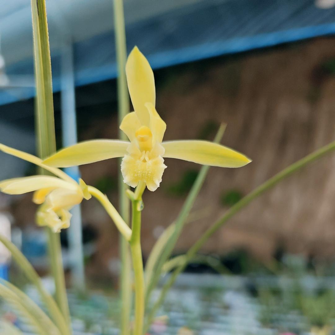 小美的花园-国兰