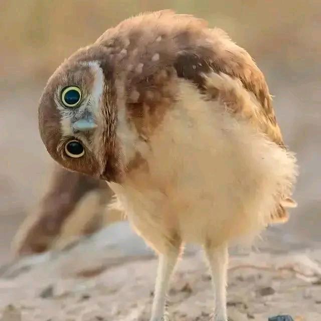 满船清梦压星河。。