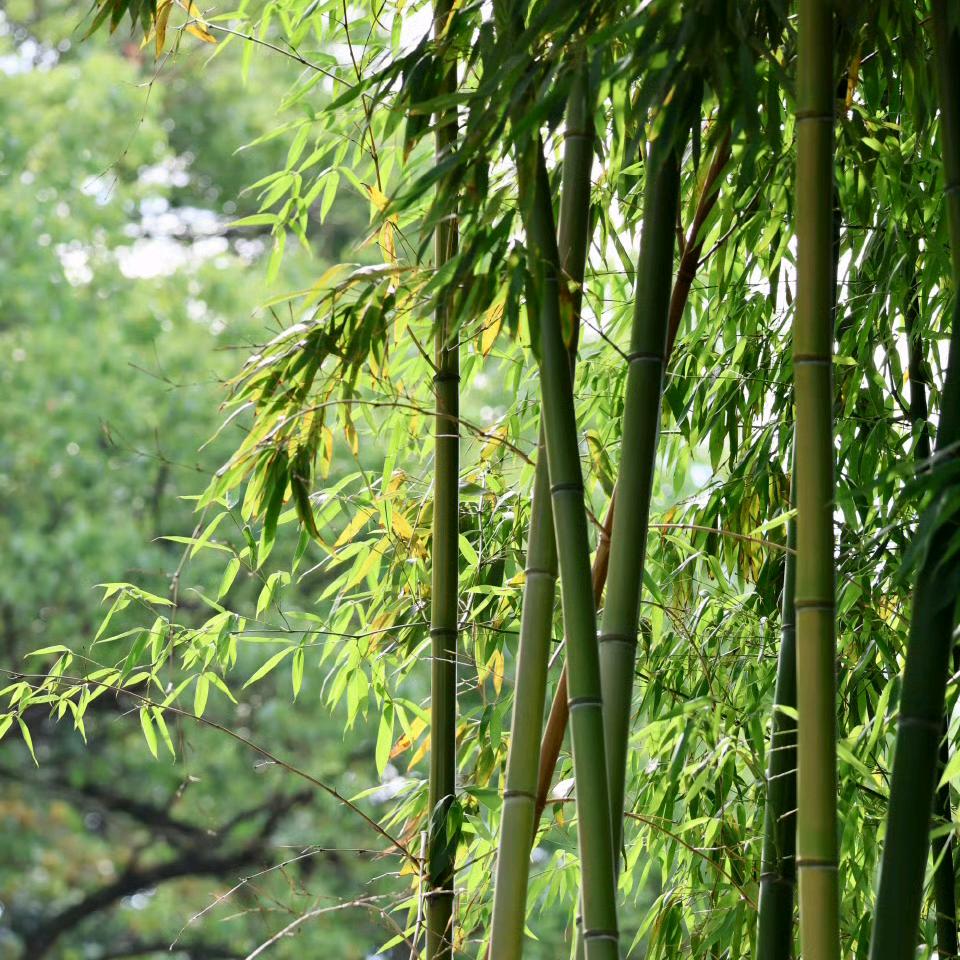 SXL林