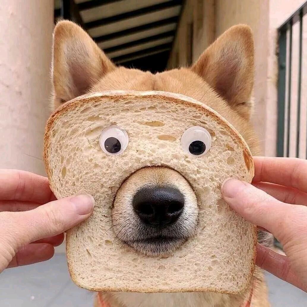 小狗 ੯‧̀͡ ζྀི)吐司