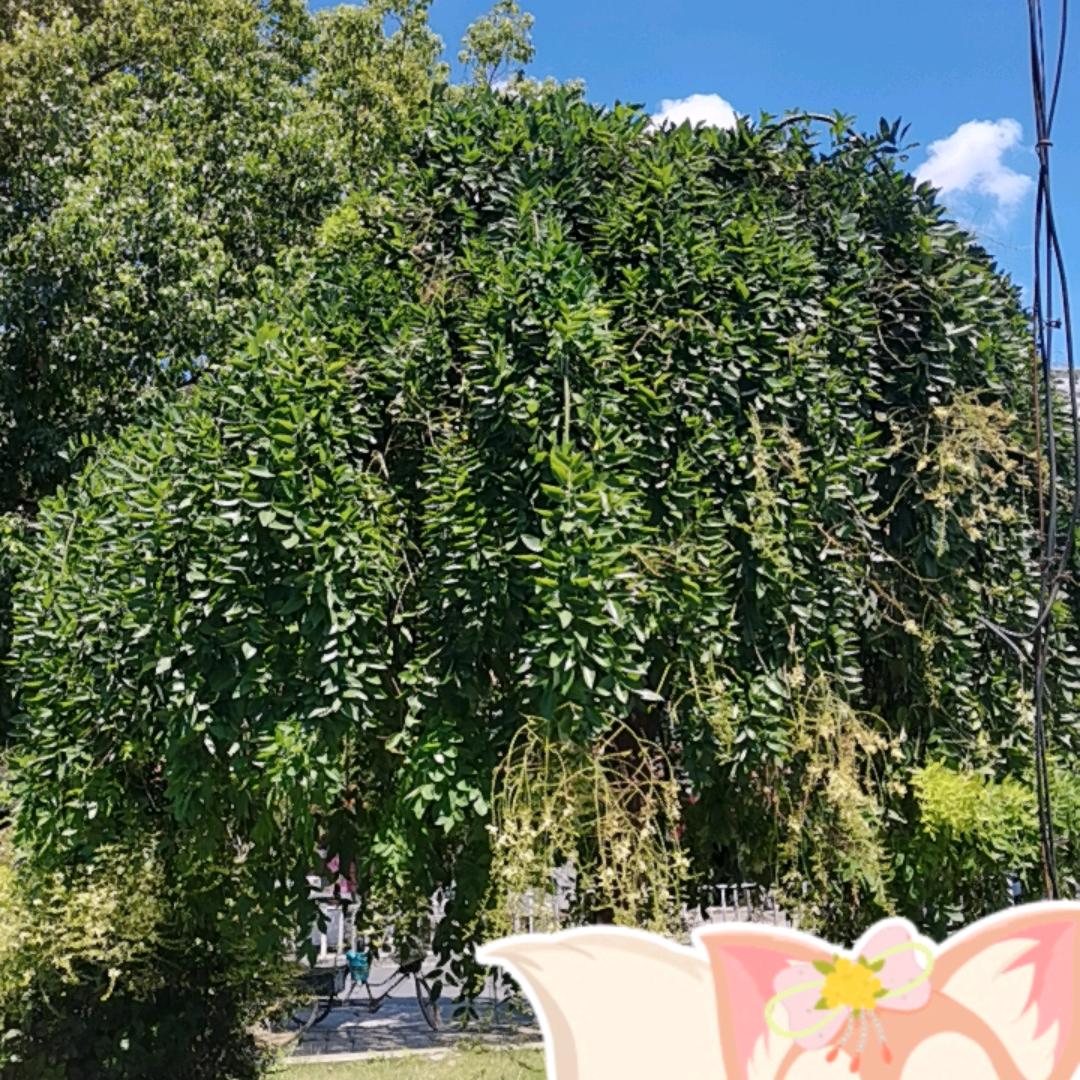 AK神秘人）006朋友