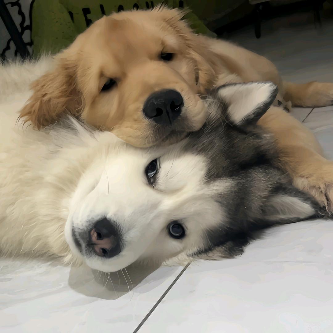 TiAmo🐶
