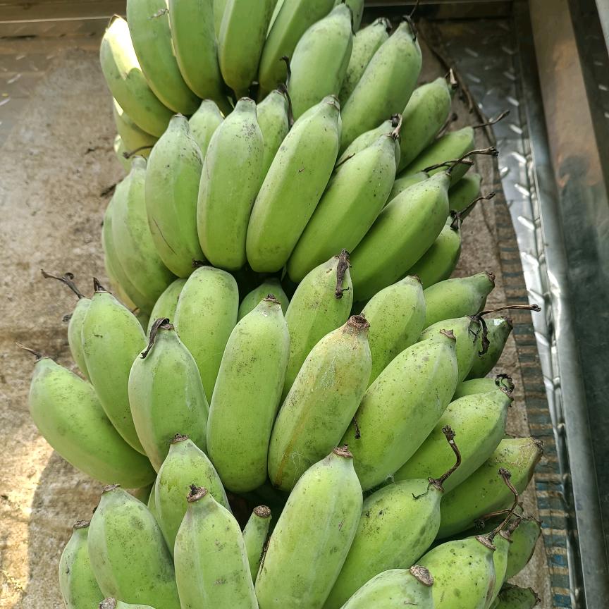 赵金