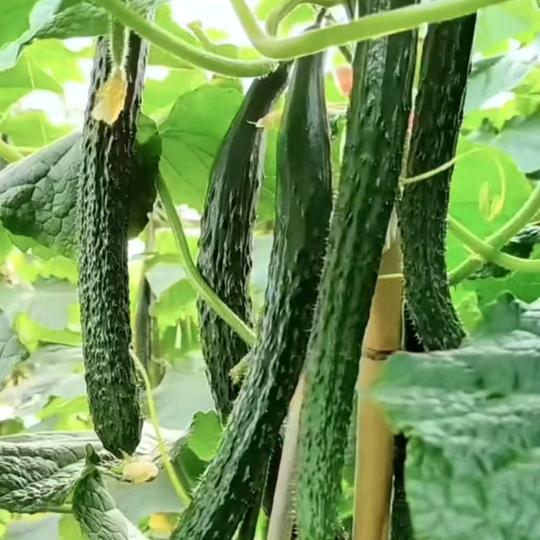 黄瓜高产种植小崔