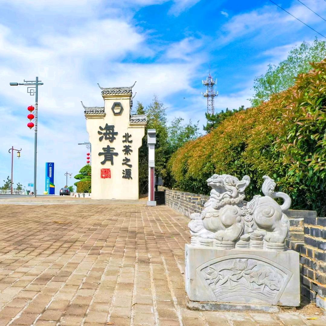 自家海青茶头像
