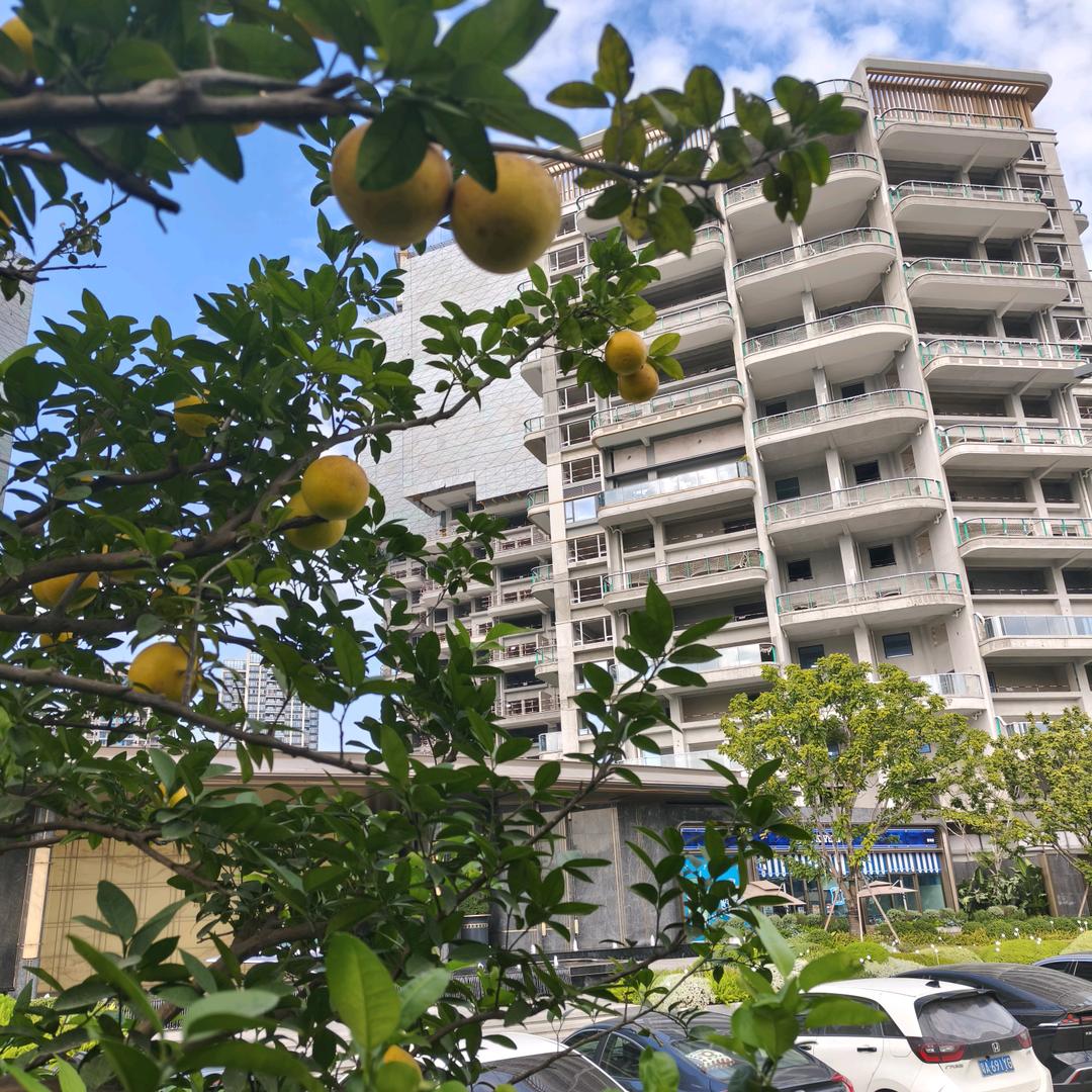 南沙招商林屿境·张经理