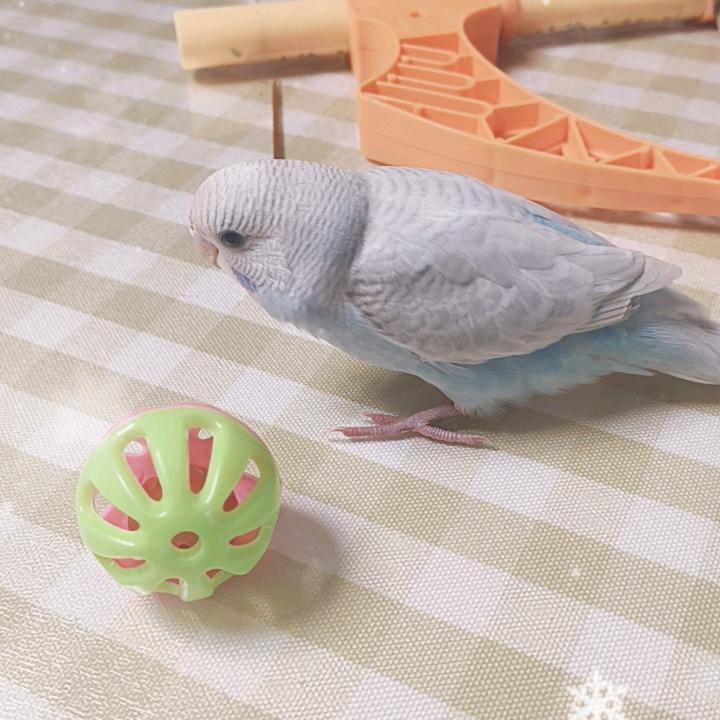 皮皮挣鸟粮