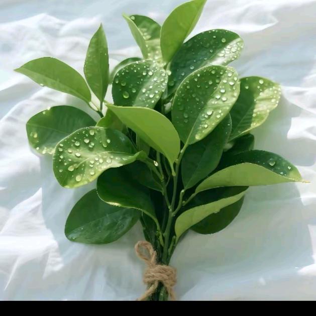 张家口市爱特丽窗帘、墙布