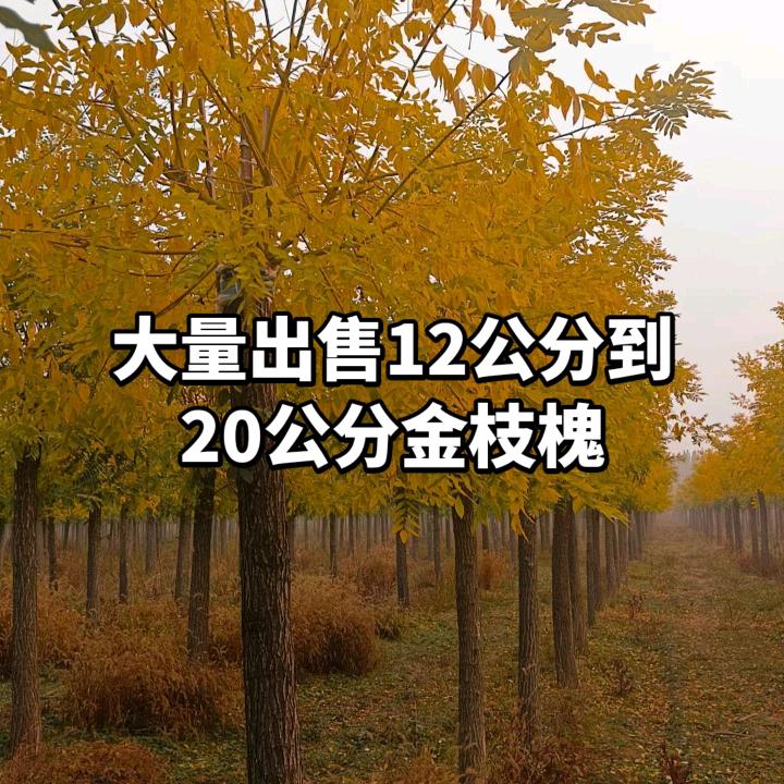 保定运泰农业。自家种植200亩苗木花卉。