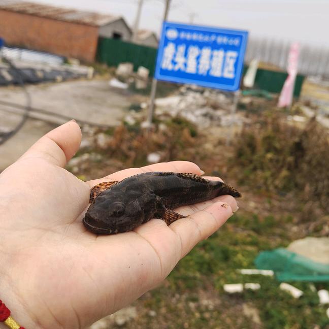 虎头鲨沙塘鳢土布鱼养殖