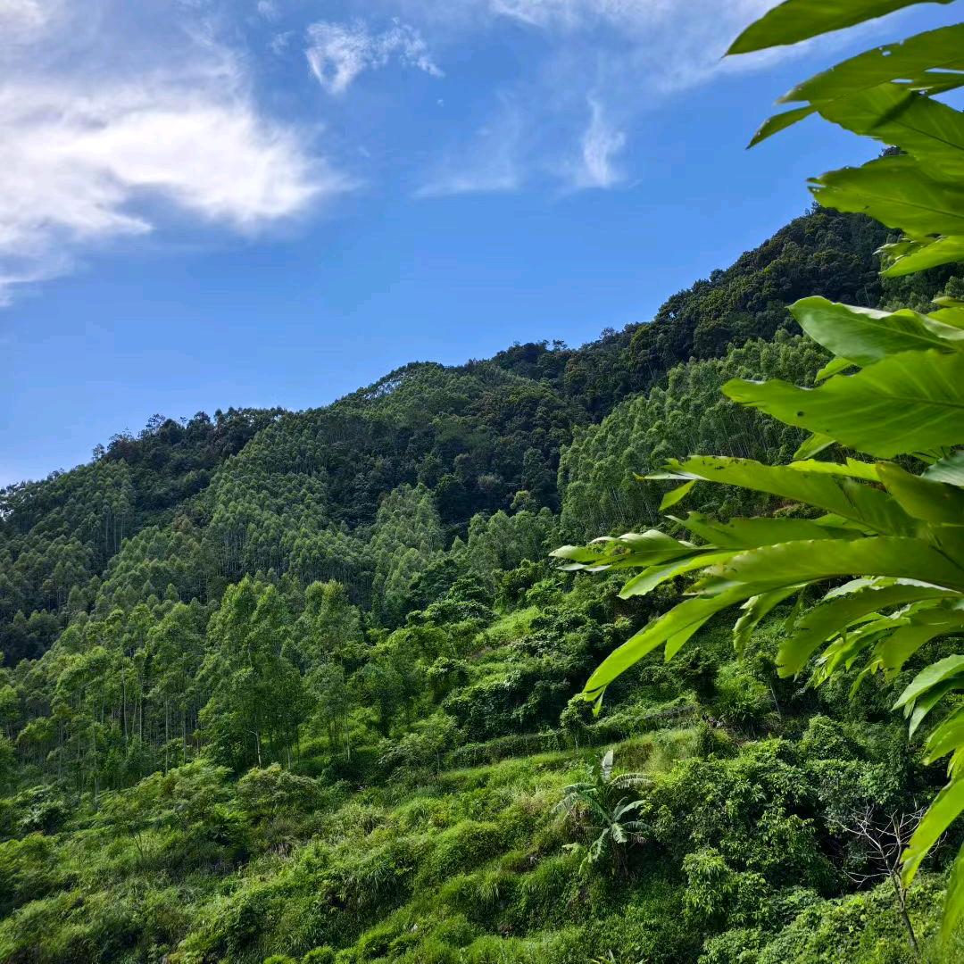 黎村~~~~华仔